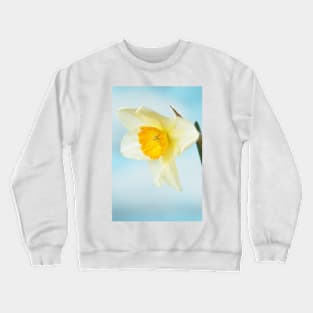 Narcissus  &#39;Sempre Avanti&#39;   Div. 2  Large-cupped  Daffodil Crewneck Sweatshirt